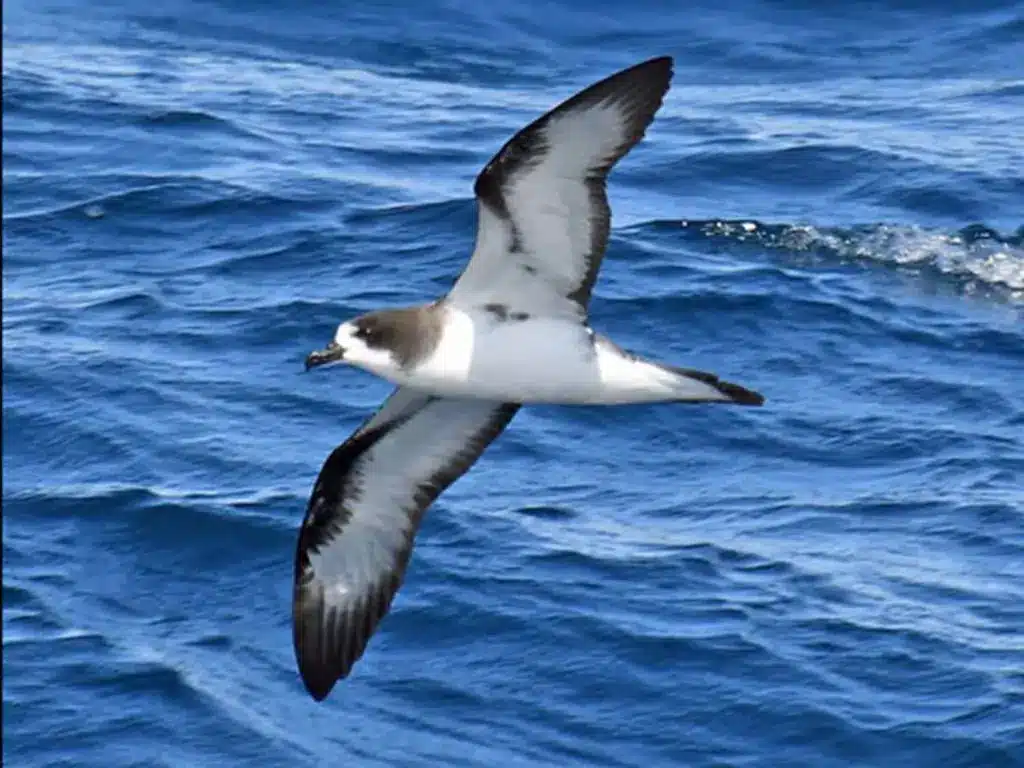 Galápagos petrel in flight over ocean waters