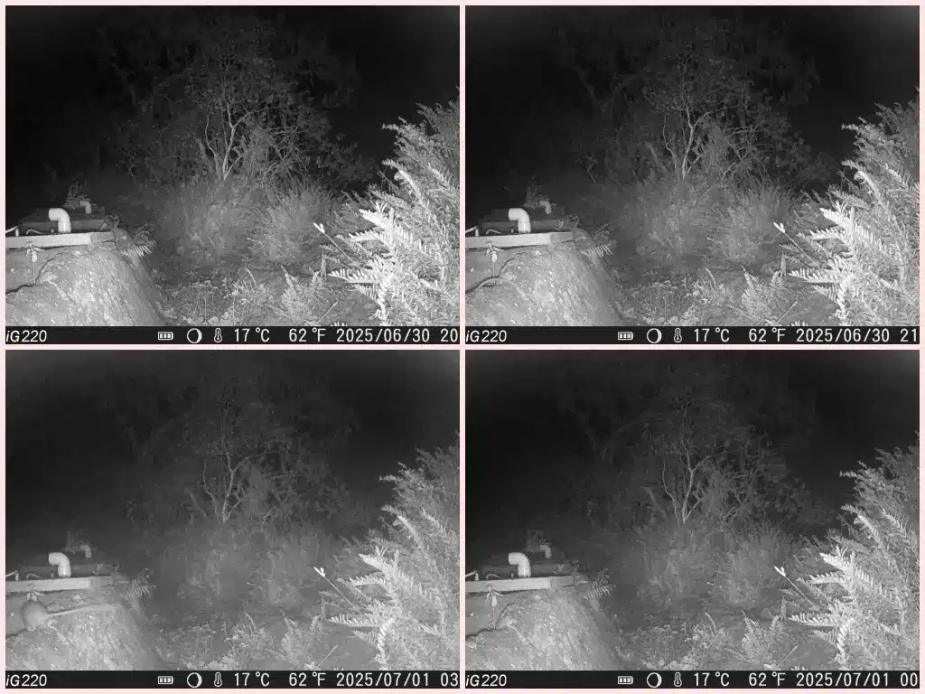 Galapagos Petrel webcam monitoring setup